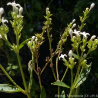 Knoxia spicata (Thwaites ex Trimen) Ridsdale